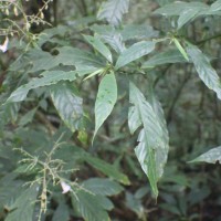 Strobilanthes habracanthoides J.R.I.Wood